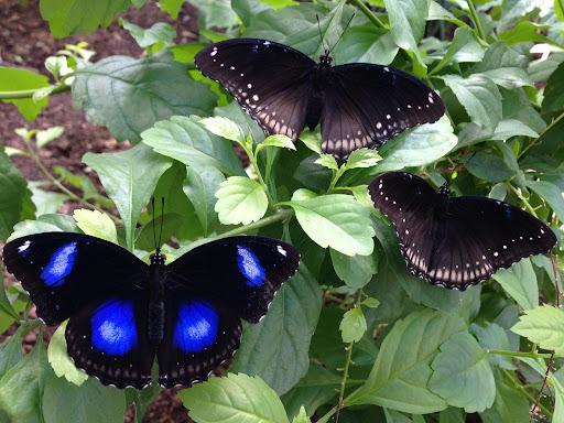 kelebek çiftliği kelebek çiftliği